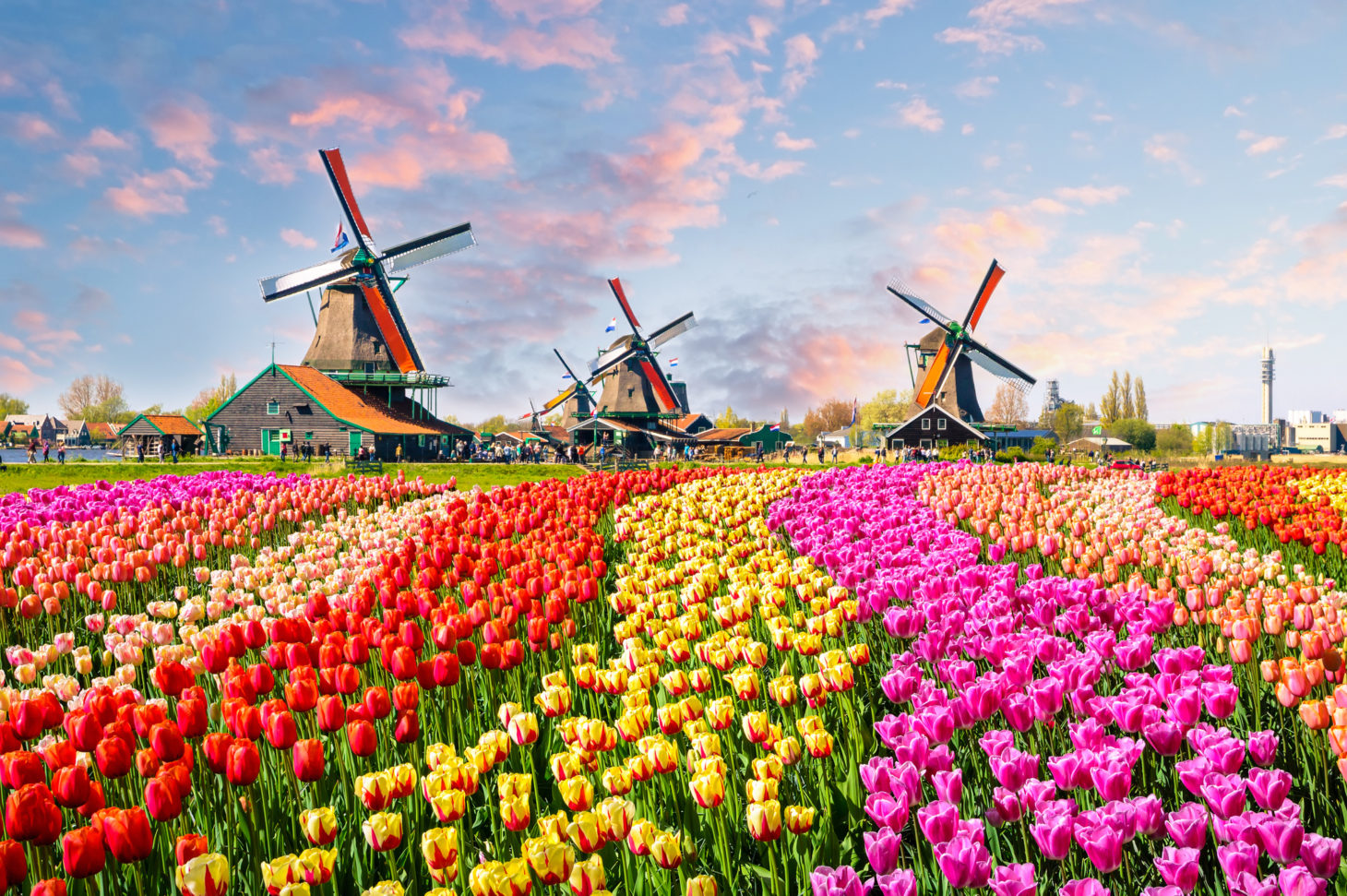 Tulips and Windmills