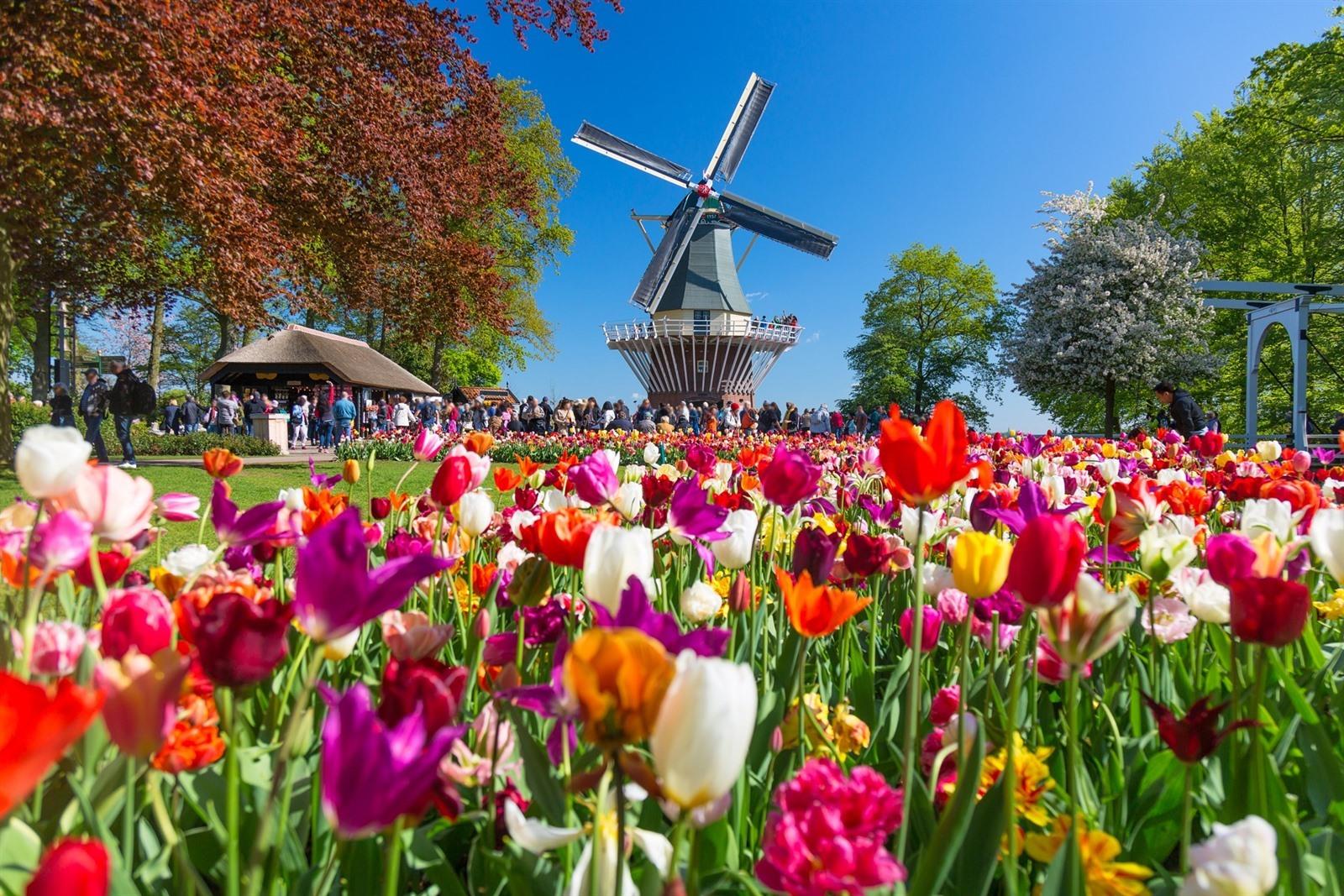 Tulips of Holland